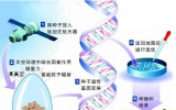 农业领域最尖端技术之一：太空育种的奥秘