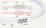 粒子在加速器里“快成一道光”是什么体验？