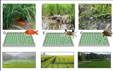 生态所陈欣-唐建军实验室在eLife上发表稻-