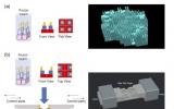 新瑞阳光与武汉大学医学物理团队在质子FLASH中应用静态和动态脊形滤波器的最新进展