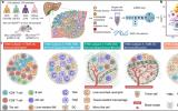 Nature：肝癌免疫微环境亚型和中性粒细胞异质性